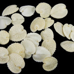 Cardium Cardissa Heart Cockle Shells 