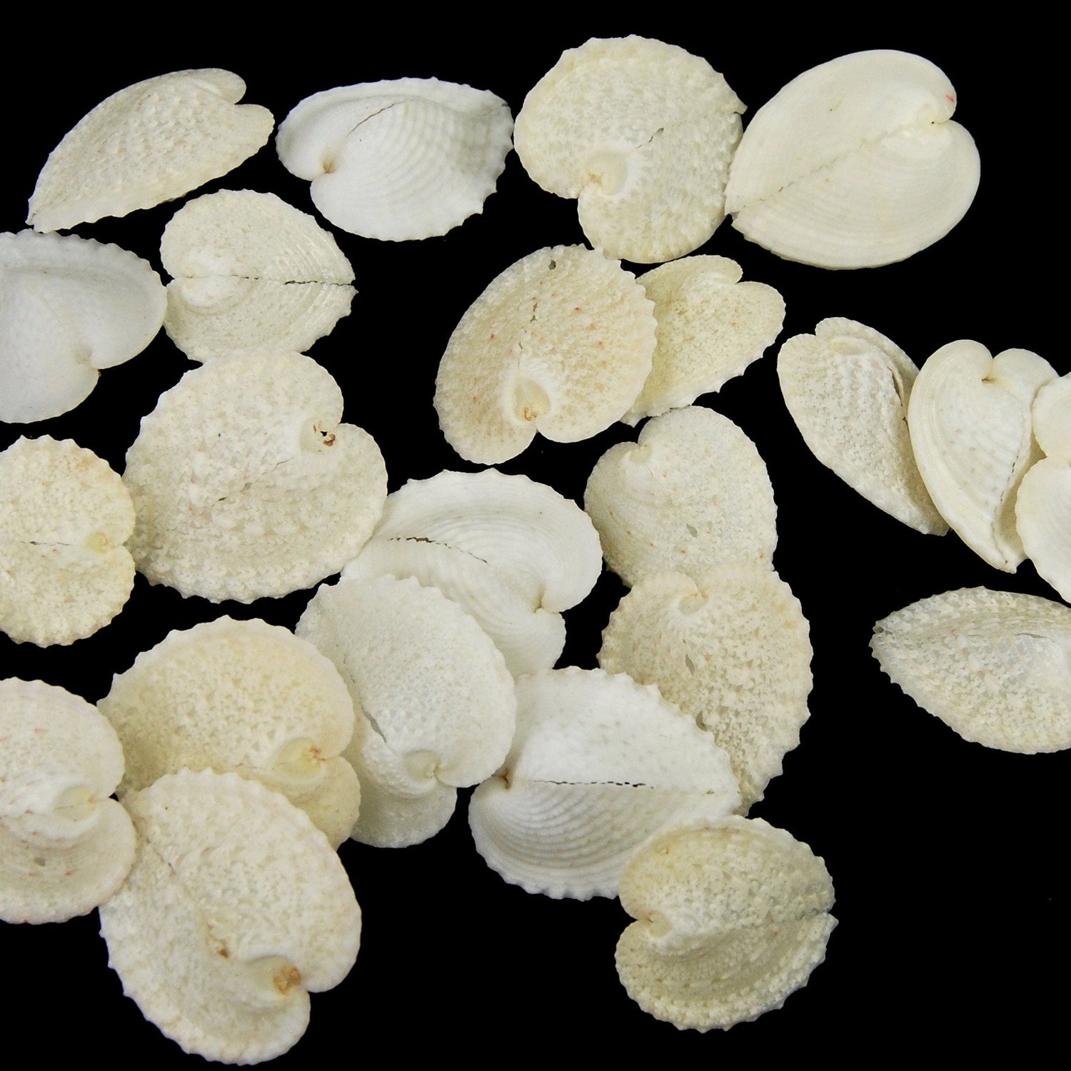 Cardium Cardissa Heart Cockle Shells 