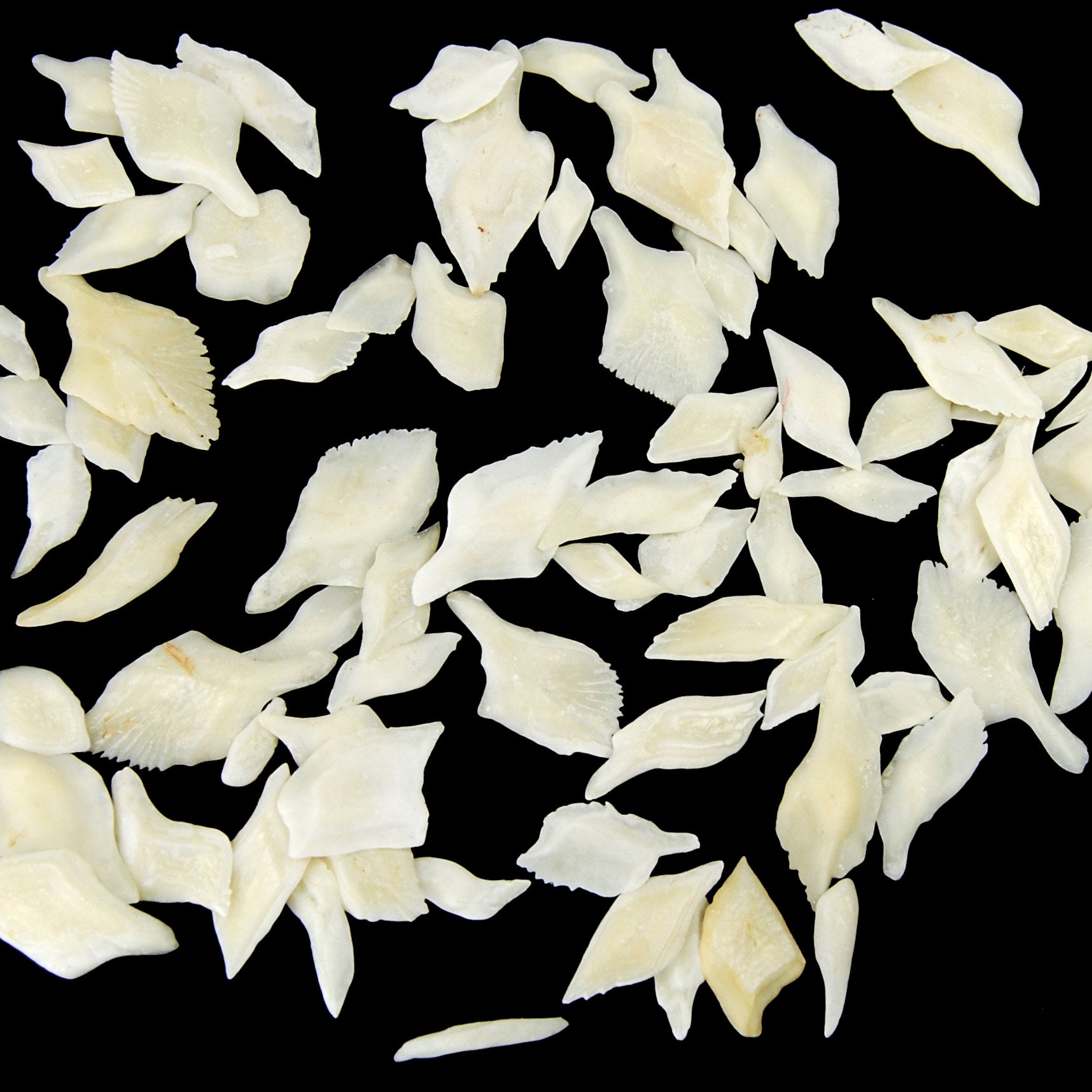 White Gar Fish Scales