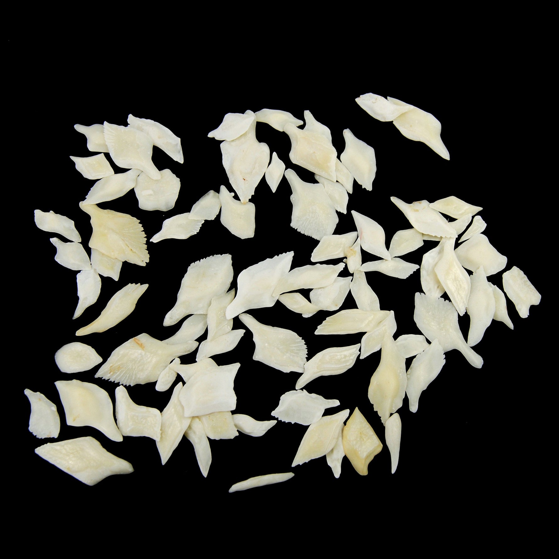 White Gar Fish Scales