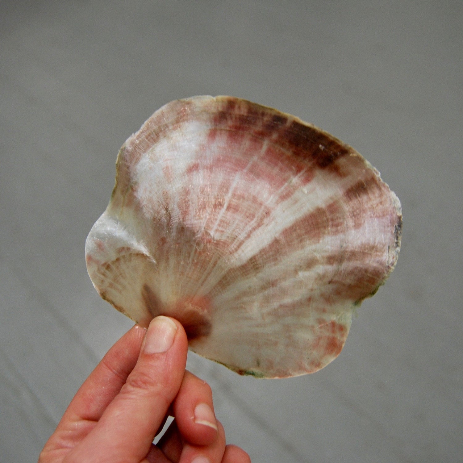 Placuna Shells Raw Capiz Saddle Oyster Seashell 