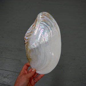 Pearlized Mussel Shell Half Large 9 to 10 Inch Polished Seashell Mother of Pearl