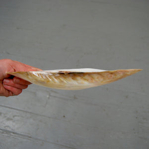 Pearlized Mussel Shell Half Large 9 to 10 Inch Polished Seashell Mother of Pearl