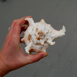 Murex Ramosus Seashell Shell