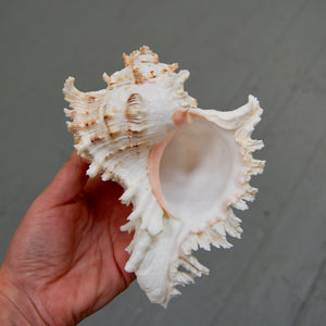 Murex Ramosus Shell | 1 Murex Sea Shell | 6-7 inch Large