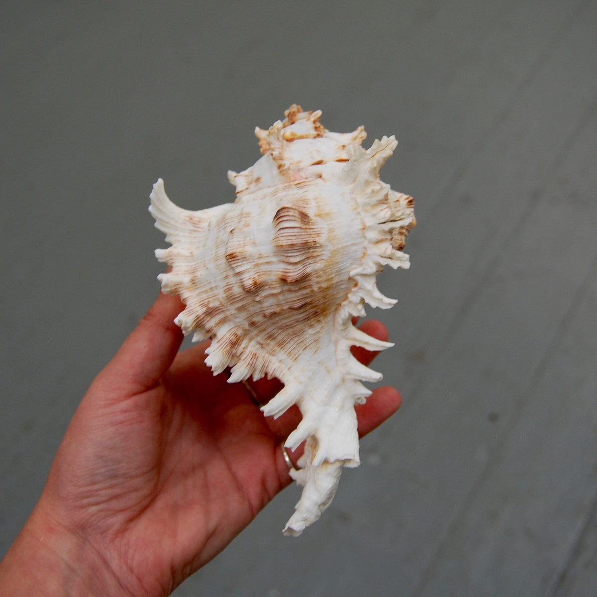 Murex Ramosus Seashell Shell