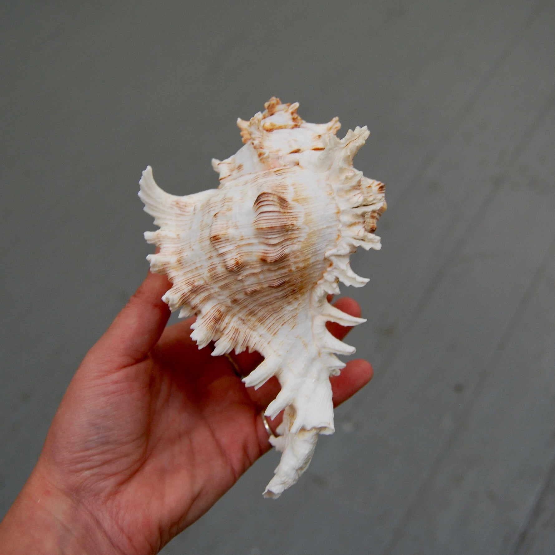Murex Ramosus Seashell Shell