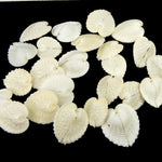 Cardium Cardissa Heart Cockle Shells 