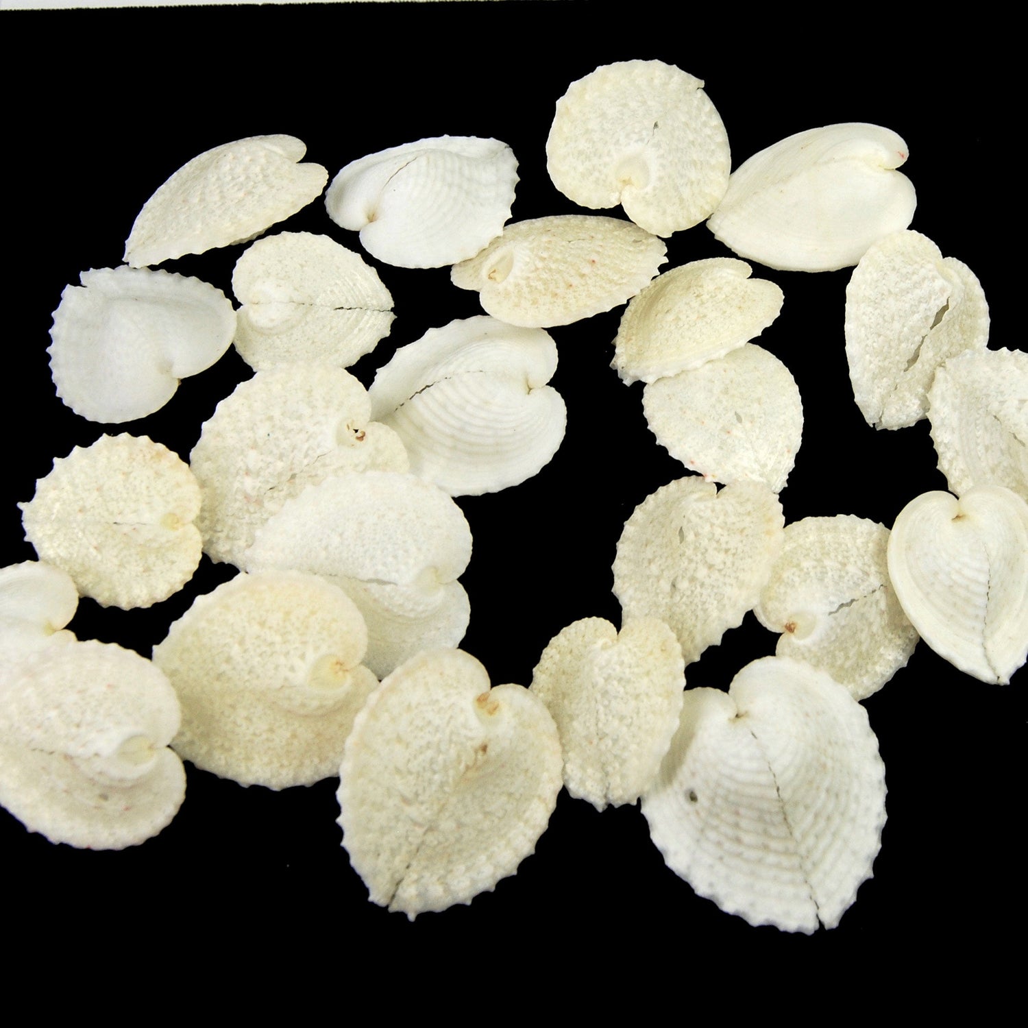 Cardium Cardissa Heart Cockle Shells 