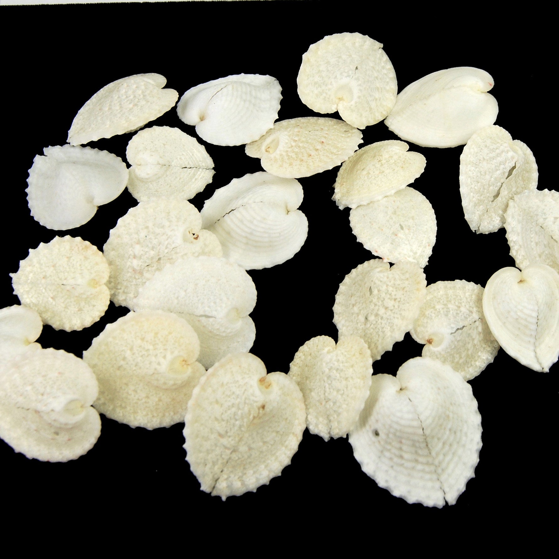 Cardium Cardissa Heart Cockle Shells 