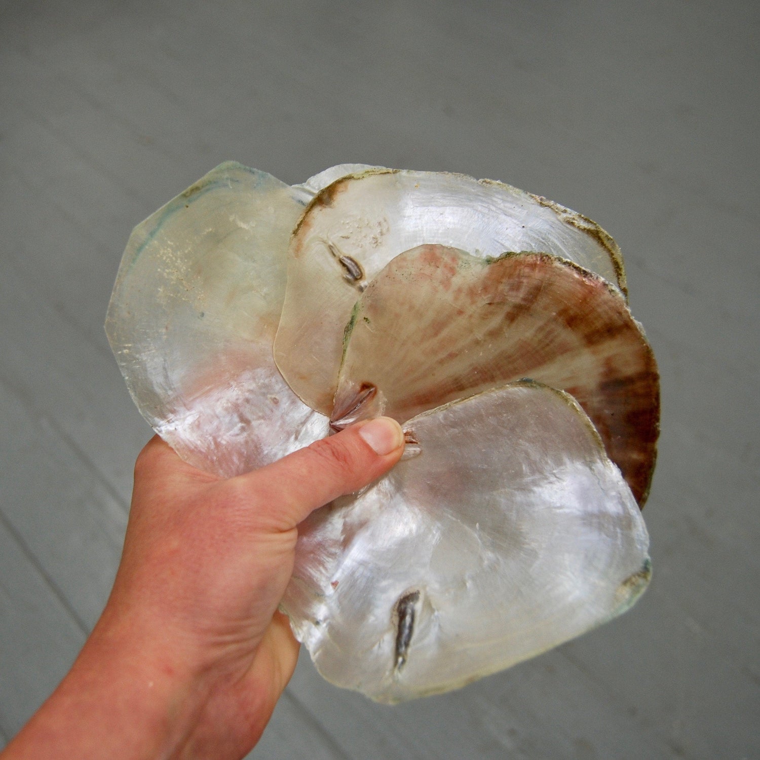 Placuna Shells Raw Capiz Saddle Oyster Seashell 