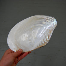 Load image into Gallery viewer, Pearlized Mussel Shell Half Large 9 to 10 Inch Polished Seashell Mother of Pearl
