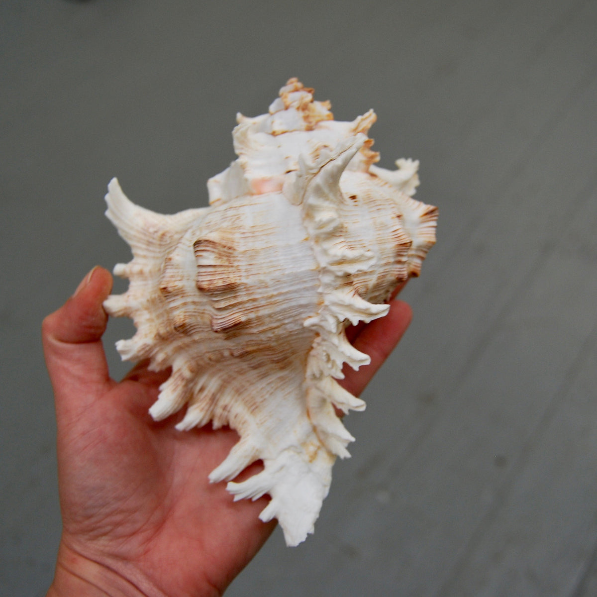Murex Ramosus Seashell Shell