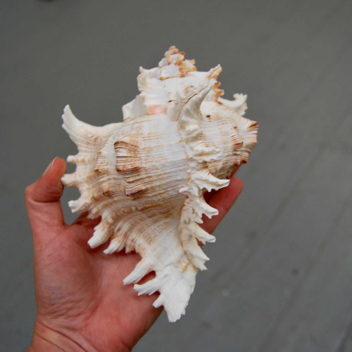 Murex Ramosus Seashell Shell