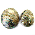 Polished Paua Abalone Shells Seashell
