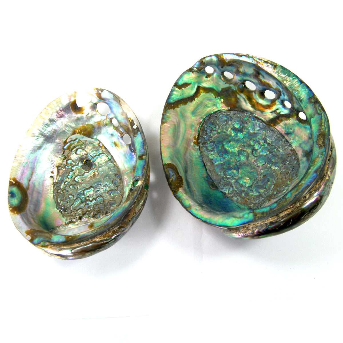 Polished Paua Abalone Shells Seashell