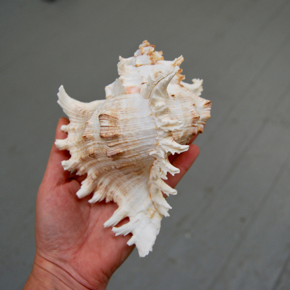 Murex Ramosus Seashell Shell