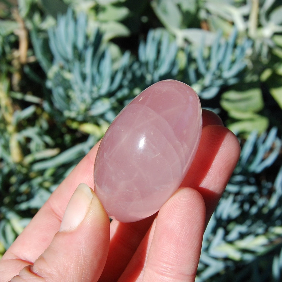 Star Rose Quartz Crystal Palm Stones 2 to 2.5" 
