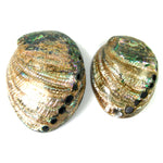 Polished Paua Abalone Shells Seashell