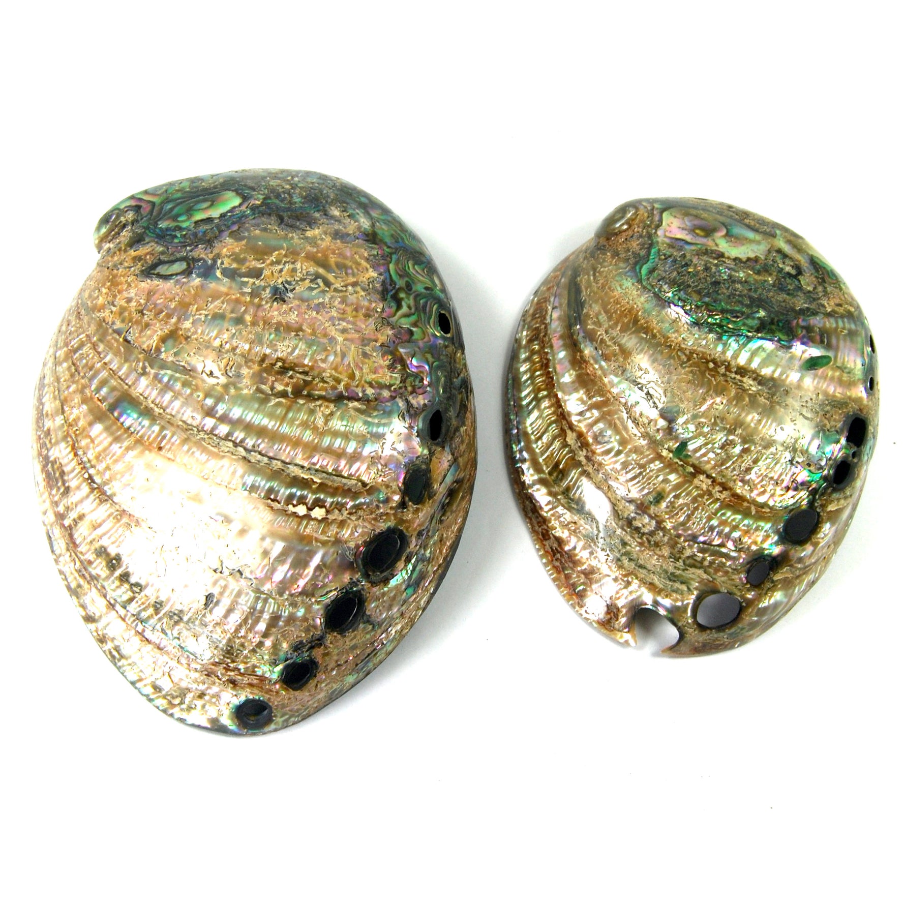 Polished Paua Abalone Shells Seashell