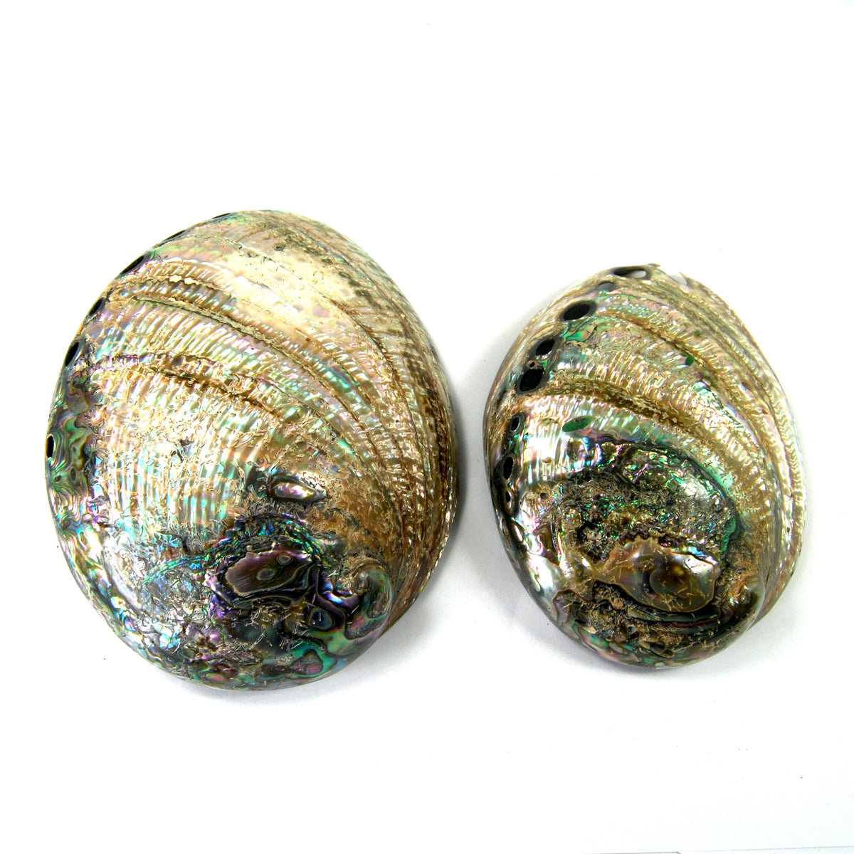 Polished Paua Abalone Shells Seashell