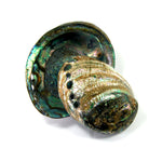 Polished Paua Abalone Shells Seashell