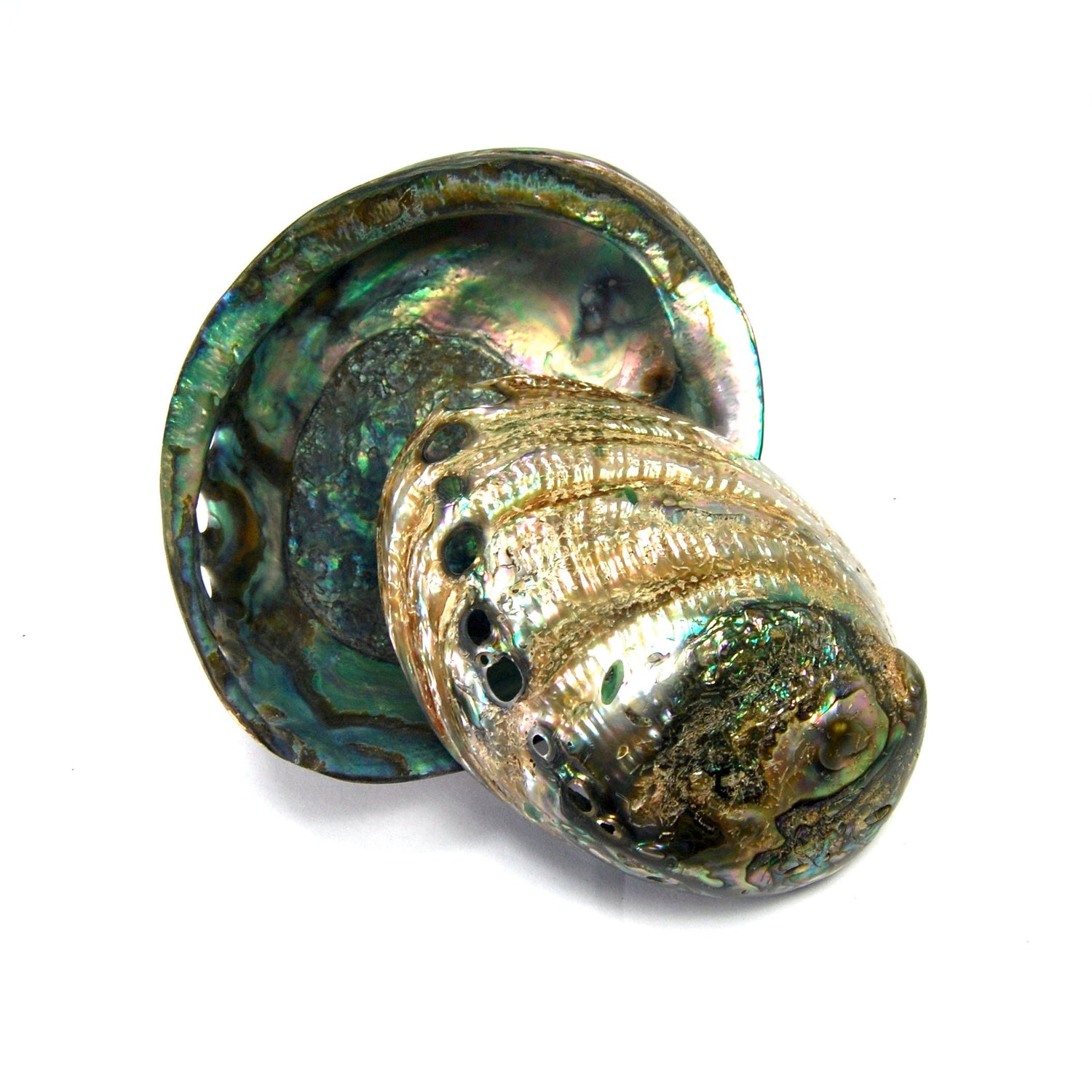 Polished Paua Abalone Shells Seashell